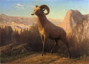 A Rocky Mountain Sheep, Ovis, Montana by Albert Bierstadt Oil Painting Reproduction